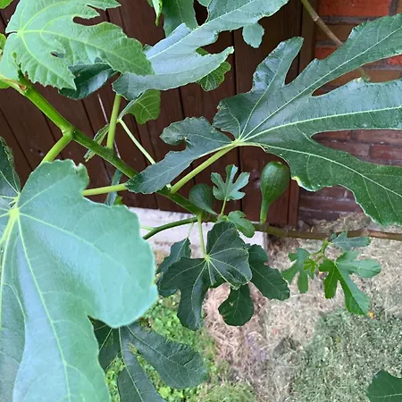 Apartment Ankerweg An Der Seehundstation Typ E