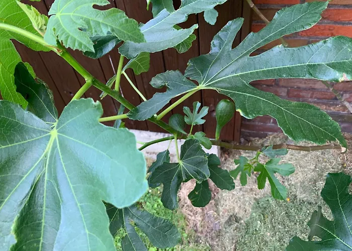 Daire Ankerweg An Der Seehundstation Typ E